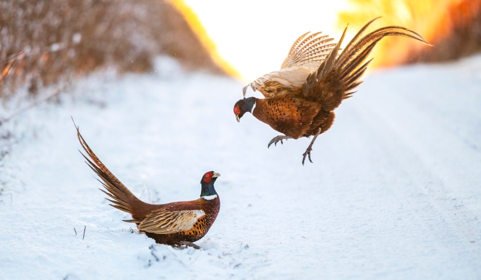 Pheasants fight in the snow after the UK saw more snow at the weekend