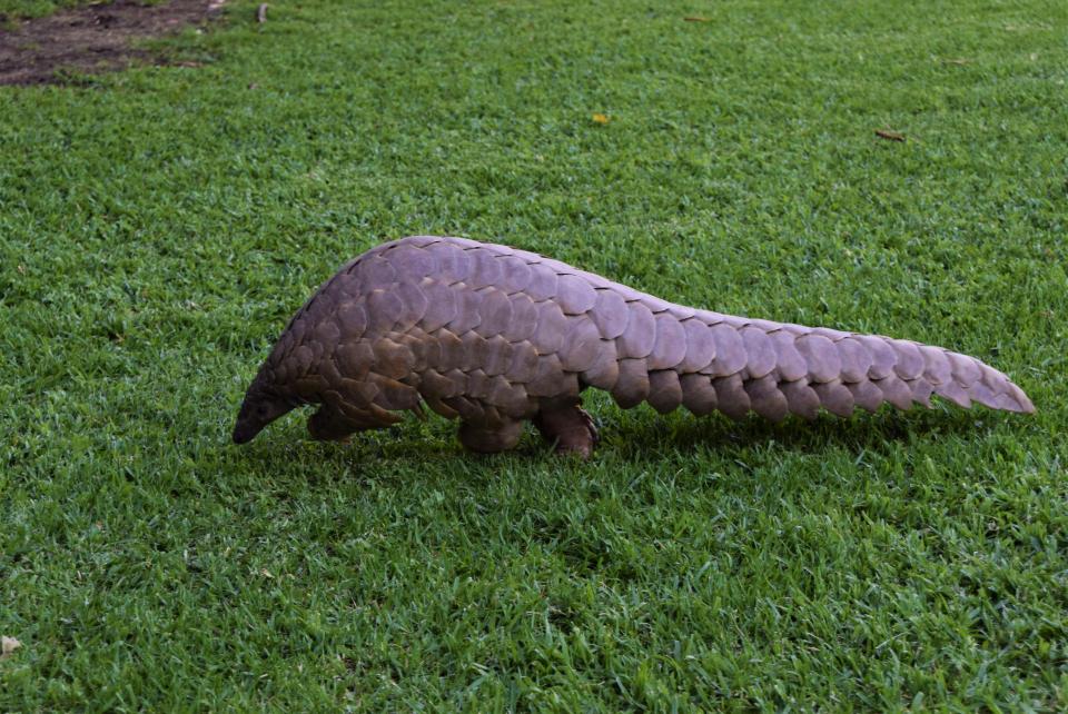 The scales of the endangered pangolin are ground up and eaten in parts of China