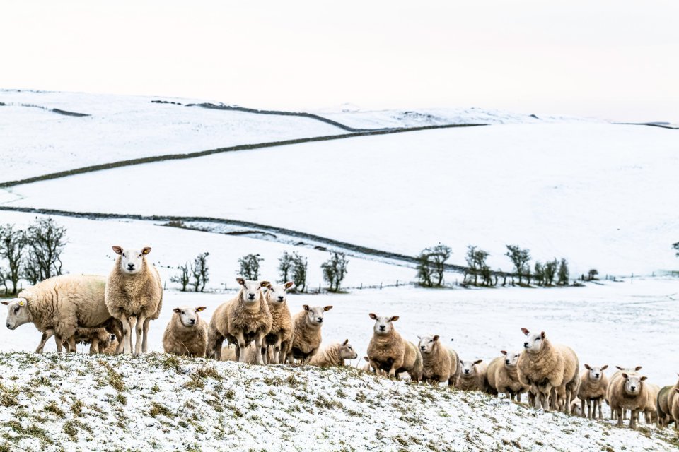 A light covering of snow fell on Wednesday night at Hawick Mair in the Scottish Borders