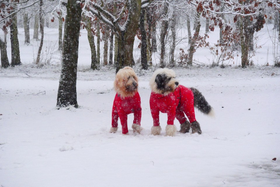 These two dogs dress for the occasion in West Yorkshire