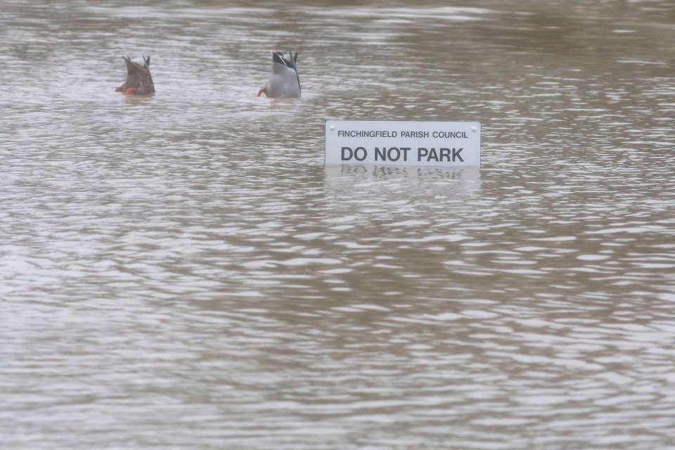 Essex saw similar scenes, including ducks taking a dip in this car park 