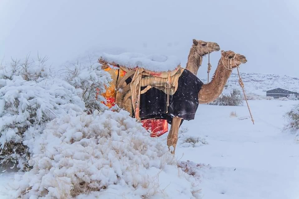 Camels after snow fell in the Tabuk region of Saudia Arabia