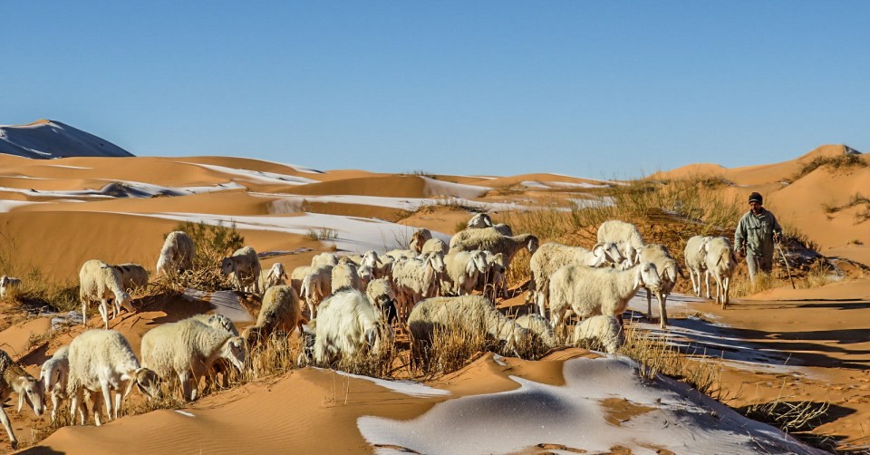 Sheep standing on the ice-covered dunes in Aïn Séfra