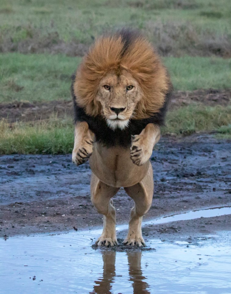 A lion leaps over open water in Tanzania