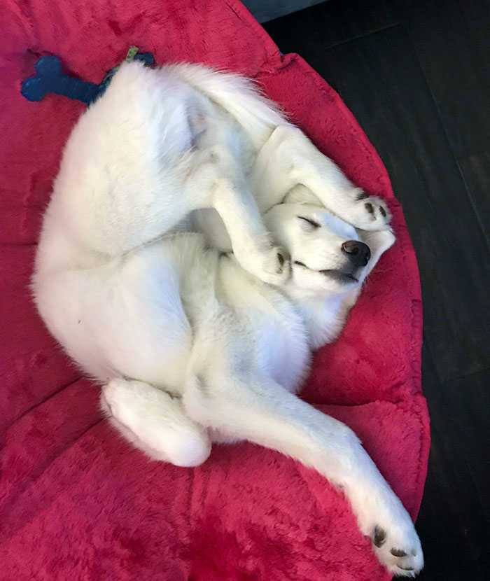 A fluffy white pooch got all tangled up after they nodded off