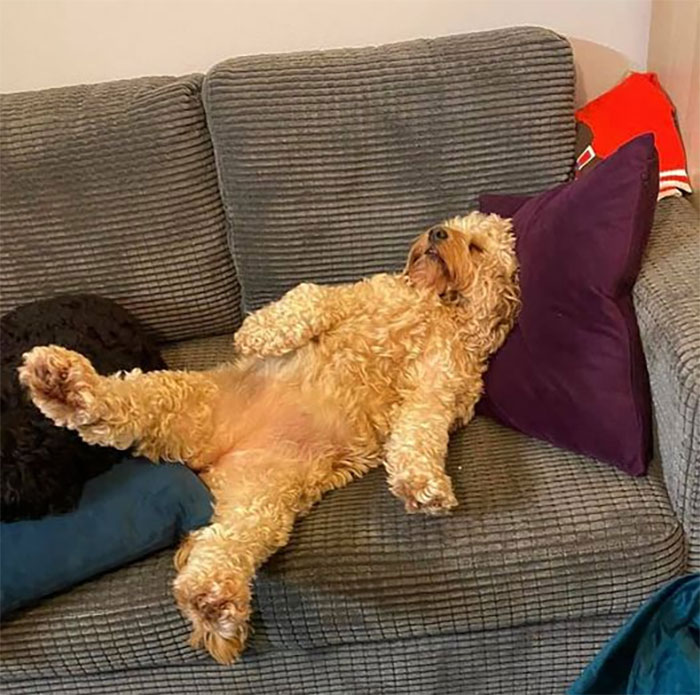 This lucky pup hogged the sofa while showing off their curly tummy