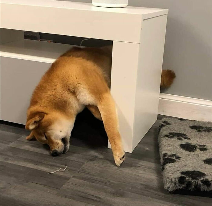 This dog decided the furniture was the perfect place for a kip