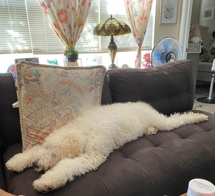 This fuzzy hound stretched right out while snoozing on the sofa