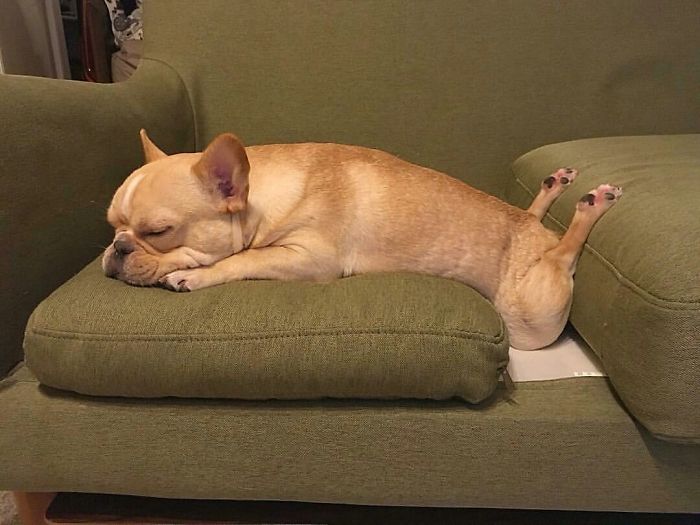 This little pup twisted their back legs into a very odd position for their sleep