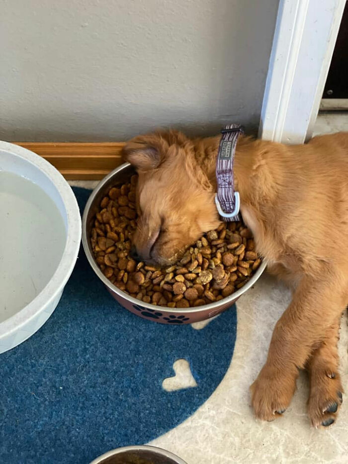 Another sleepy pooch nodded off while scoffing their biscuits