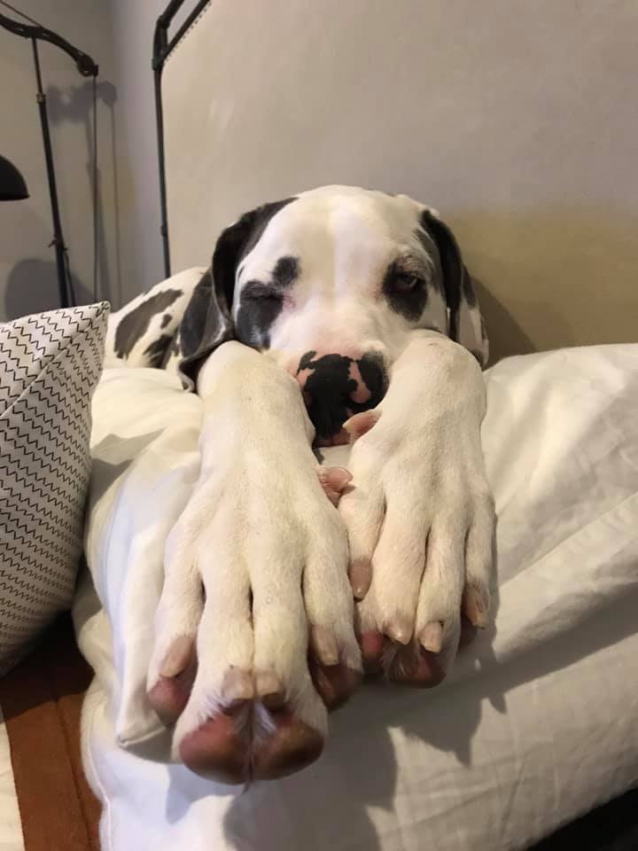 A dalmatian showed off their big paws while catching up on some sleep