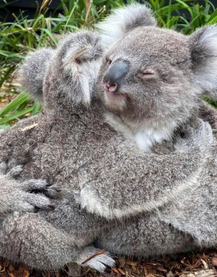 This adorable series of snaps showing a cuddly group of koalas hugging it out has warmed hearts around the world