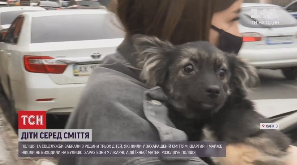 Animal rights activists rescued four dogs from the apartment