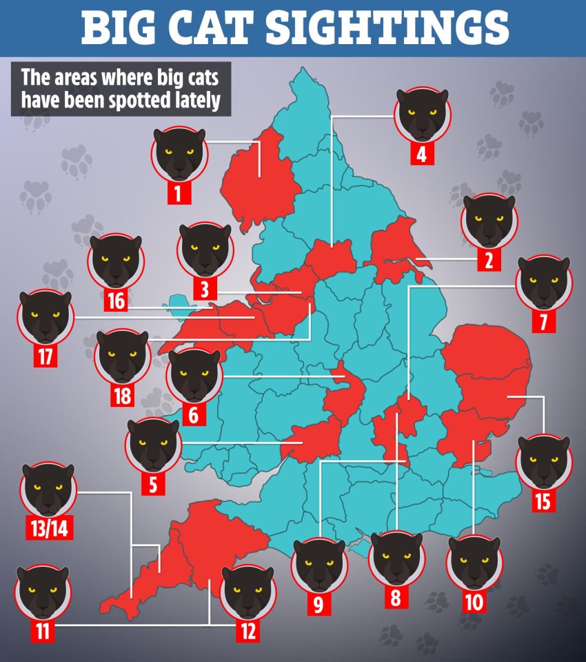 There have been a string of big cat sightings across England