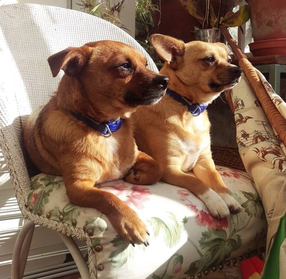 The youngster would chat quietly to Louise's pet dogs Dotty and Douglas