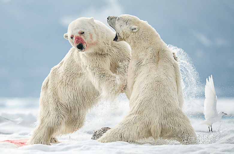 The huge bears fought each other over the carcass, before deciding to peacefully share