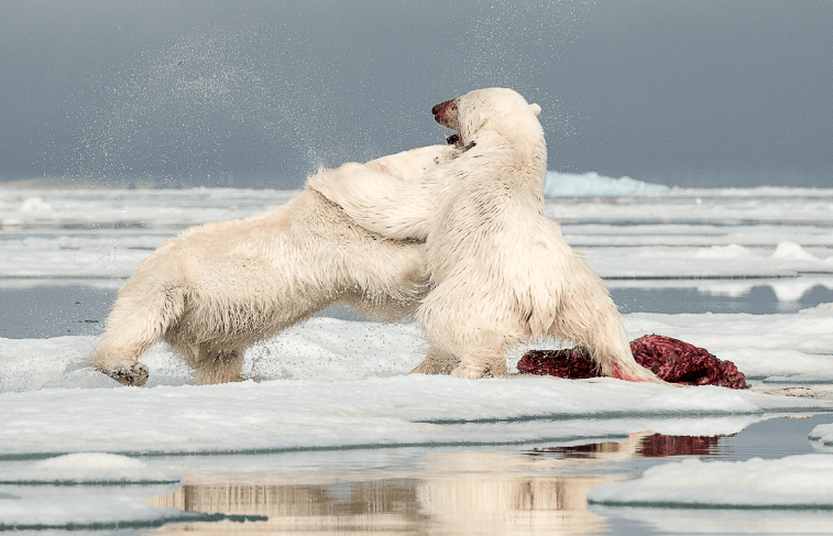 There were no visible injuries, despite the bears' multiple fights