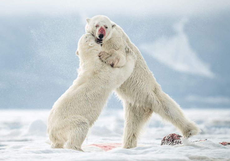 The photographer, Harmansson, said it was nice to see a "happy ending"