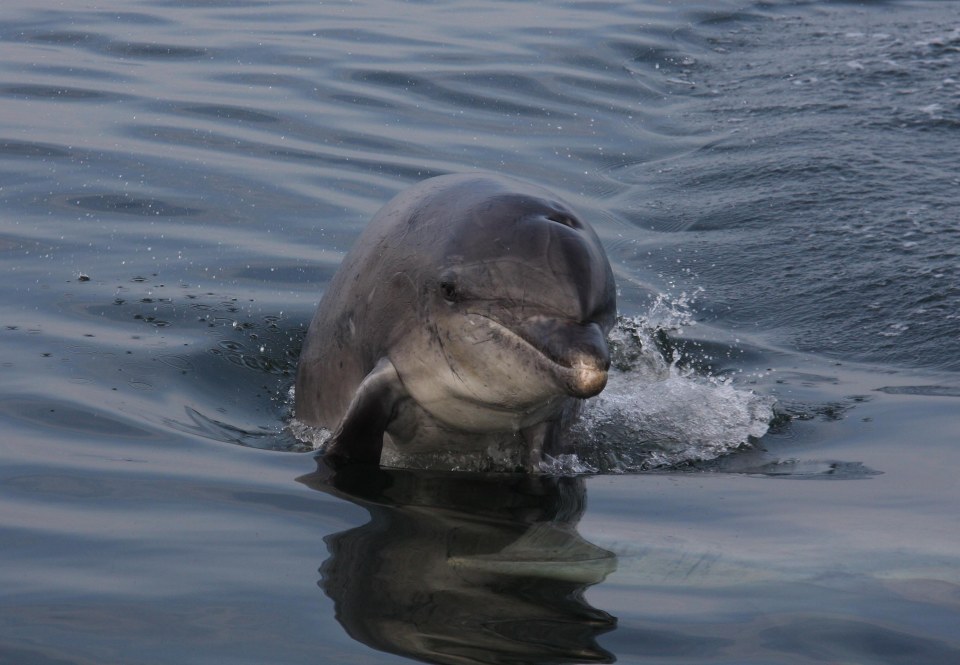 Harbour porpoise and bottlenose dolphins regularly visit the Anglesey coast