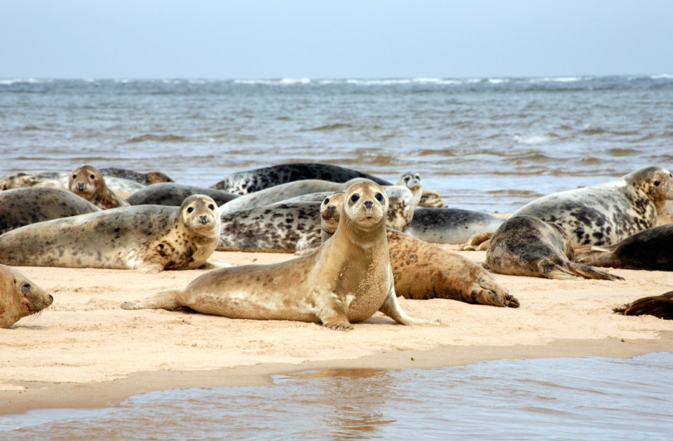 Blakeney Point is home to England’s largest colony of grey seals