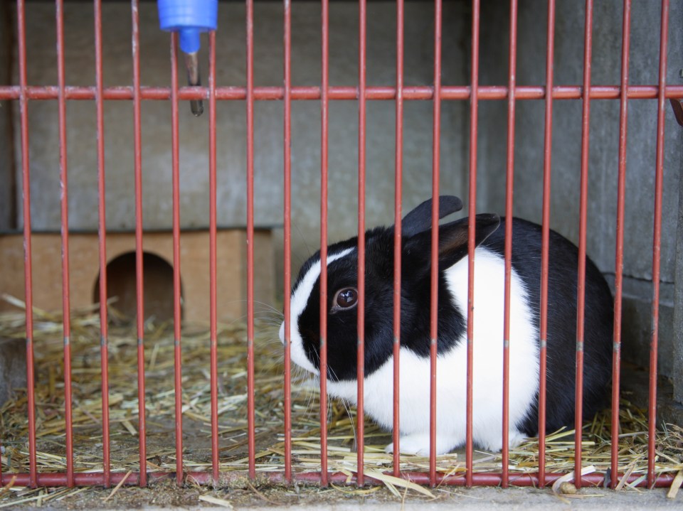 Today our pet vet helps two rabbits who get cold at night