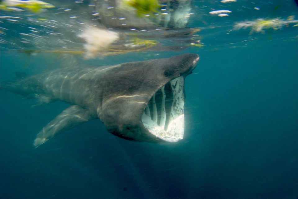 You are most likely to see basking sharks off the Cornish coast between May and July