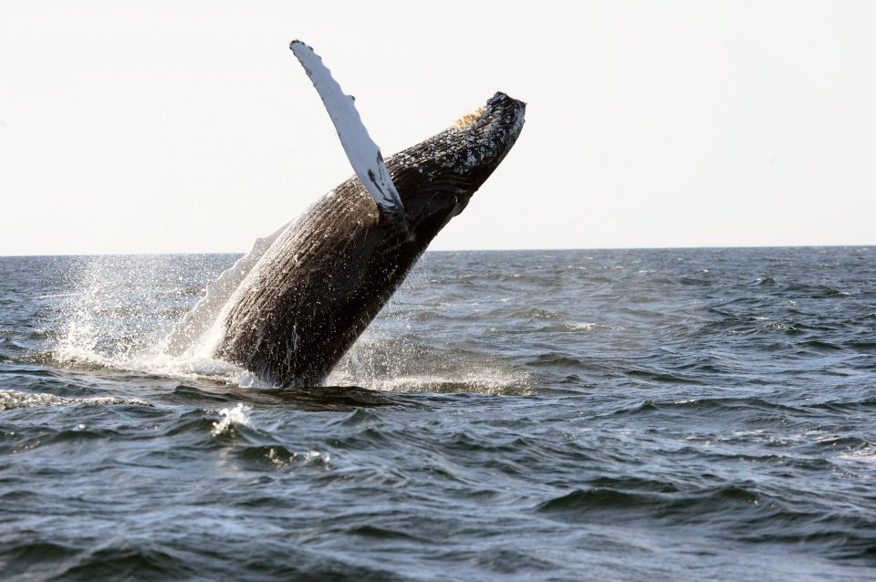 Majestic humpback whales have been spotted in the Scottish wildlife haven of The Moray Firth