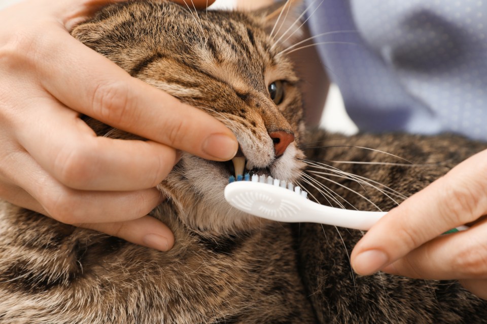 A shocking 95 per cent of cats have dental disease