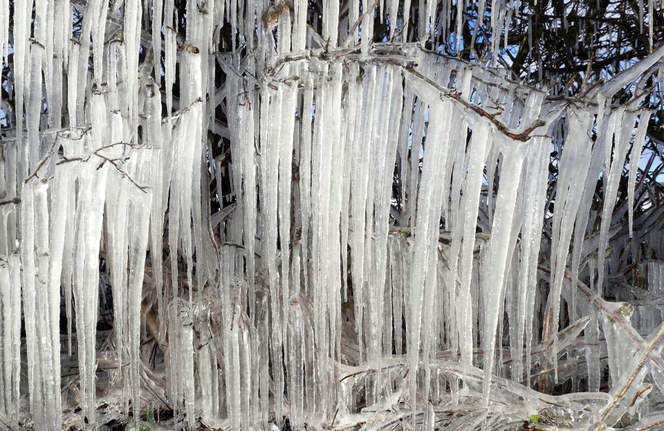 Icicles form on a hedgerow near Ashford in Kent