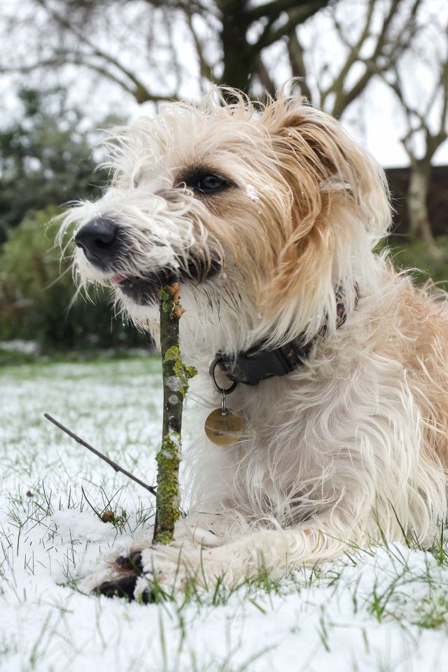 Downing Street pooch Dilyn is apparently causing trouble for his owners