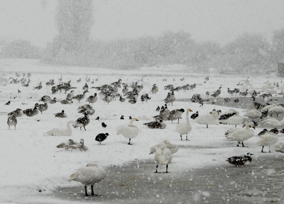 The Wildfowl and Wetlands Trust have set a challenge for Wednesday