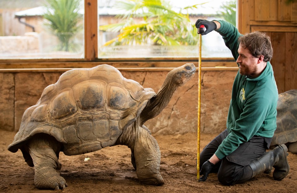 Dirty old Dirk — Britain’s randiest tortoise — gets his annual fitness test to prove he is in shape for the breeding season