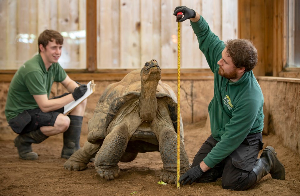 Giant Galapagos tortoise Dirk is 2ft 4ins and weighs 27 stone