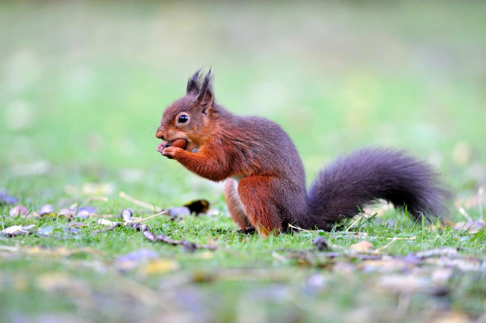 The Argill Woods Nature Reserve near Brough is one of the best places to spot the red squirrel