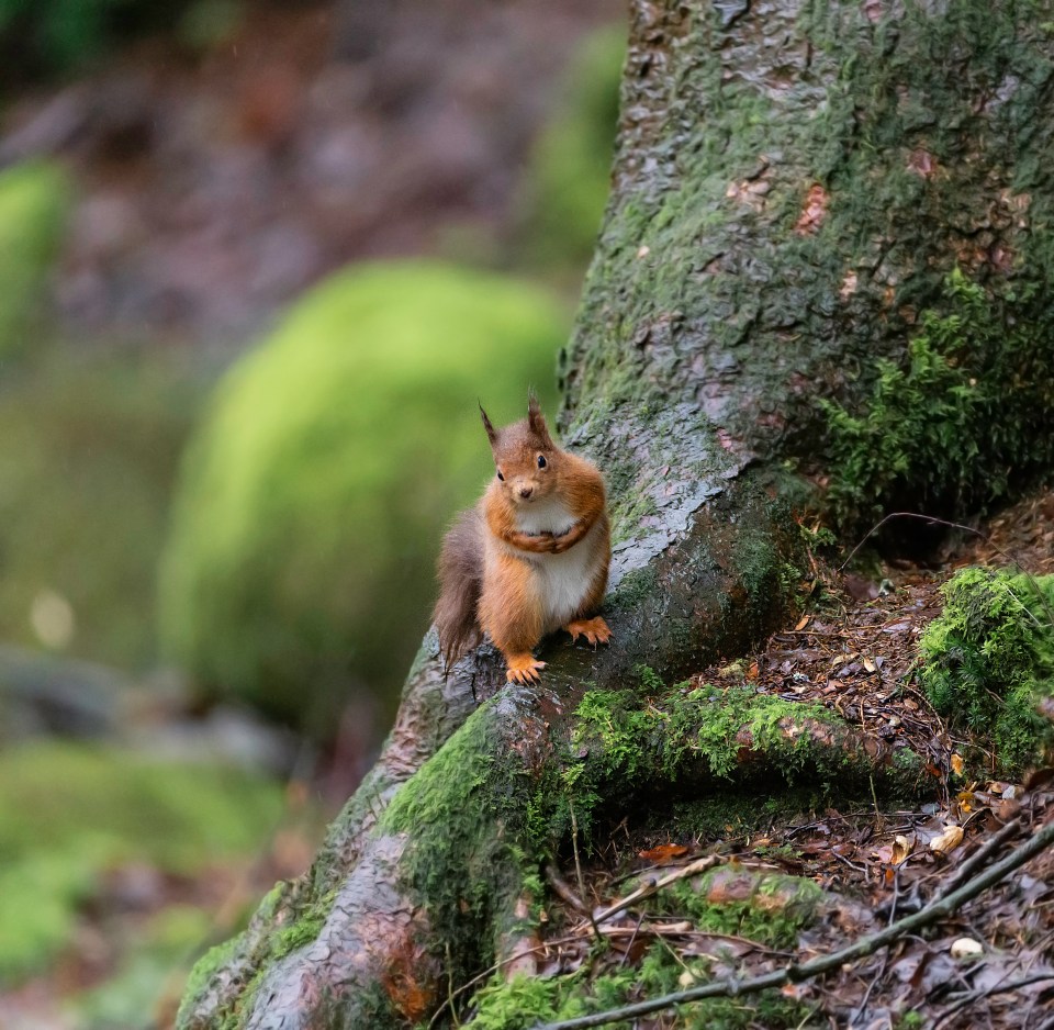 The native red squirrel has been found in England since the end of the last Ice Age