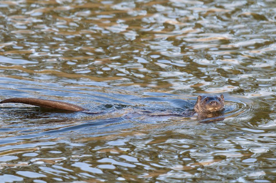 Try spotting otters at Aughton Woods, a remote ancient woodland on the River Lune