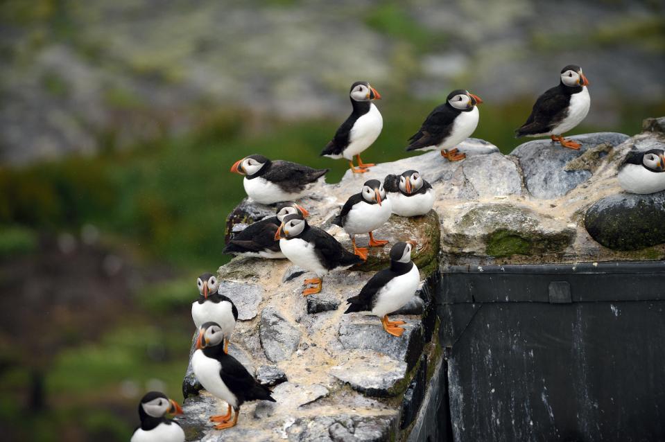 May and June are the best times to spot puffins in Yorkshire