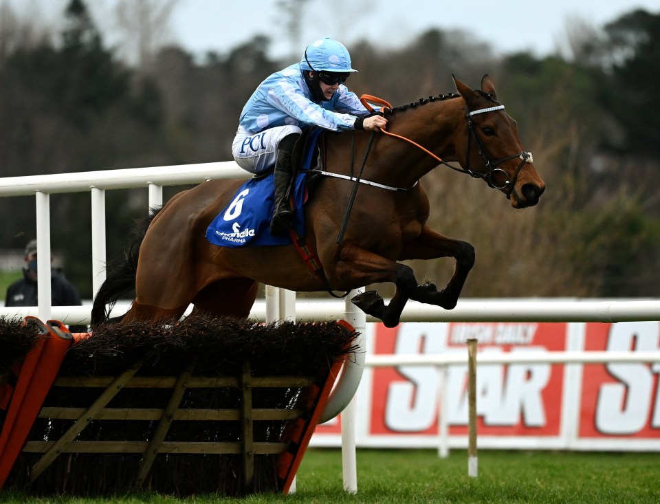 Honeysuckle could end up being one of the stars of the show at Cheltenham