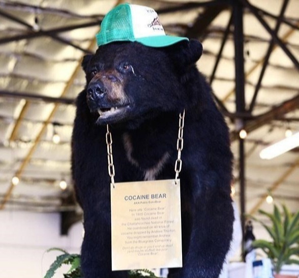 Cocaine Bear was stuffed and is now on display as a tourist attraction in Kentucky