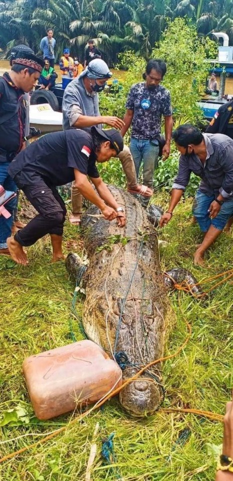 Rescuers often have to cut open the beasts to get the victim