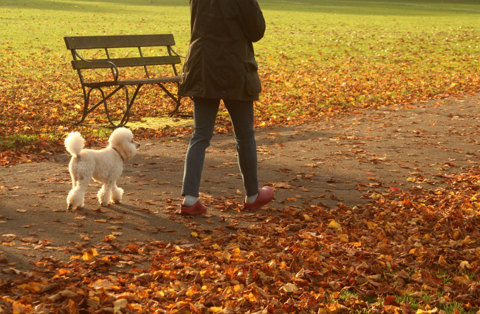 People with the aim of running a marathon can start by walking a bit further with the dog