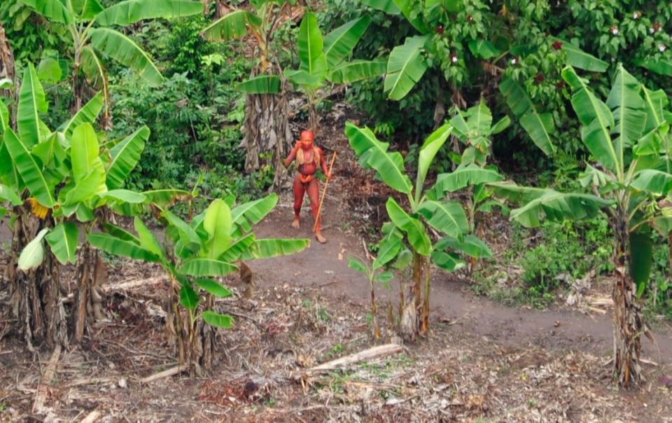 The uncontacted Awá in the Brazilian Amazon use the resin of the maçaranduba tree to make fire to light houses and to hunt at night