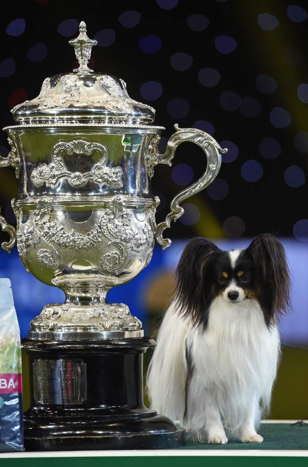 Papillon Dylan won Crufts in 2019