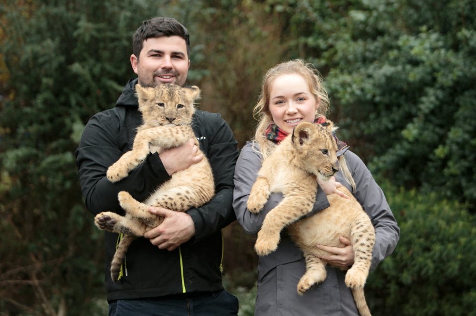 Reece Oliver and girlfriend Annie Hughes with their lion cubs