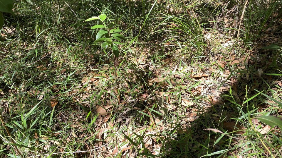 Can you spot the camouflaged snake?