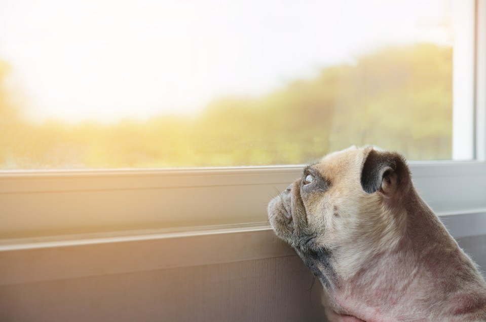 The Dogs Trust has issued some advice for owners to help prepare their pets for the end of lockdown