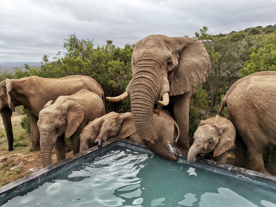 The pool is believed to be their best source of water in the area