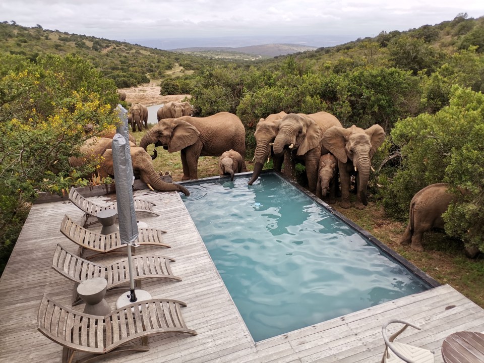 Incredible photos show a herd of wild elephants cooling off and having a drink at a swimming pool in sweltering 38C heat