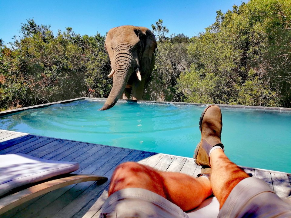 After working on the lodge for ten years the elephants now trust him enough to bring their calf's close to the pool