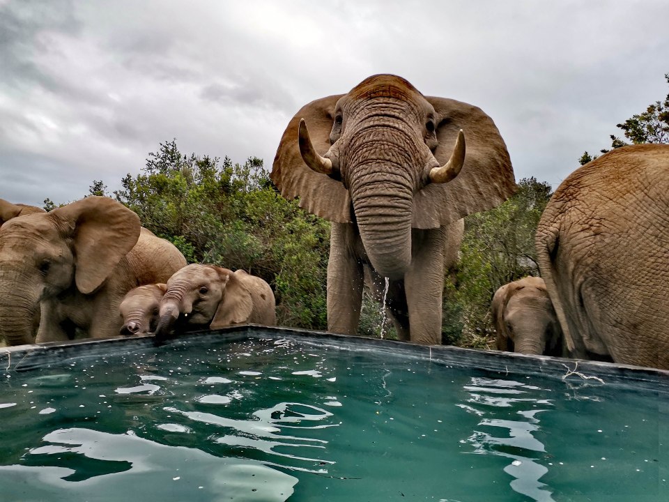 A huge bull elephant emerging from the bush to enjoy the cool pool water.